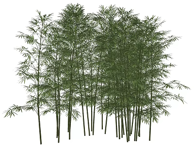 Tall Bamboo Plants With Lush Green Leaves And Thin Stems 3d model