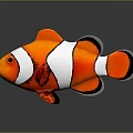 Vibrant orange and white striped clownfish with black fins and reflection on gray background
