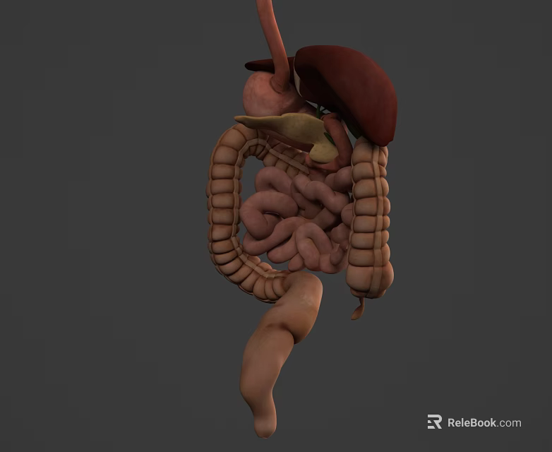 3D Rendered Human Digestive System Model Displaying Liver Stomach Small And Large Intestines 3d model 