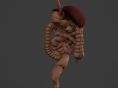 3D Rendered Human Digestive System Model Displaying Liver Stomach Small And Large Intestines 3d model