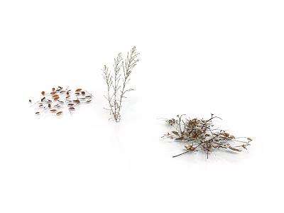 Three Bundles of Dried Plants with Leaves and Branches on White Background 3d model