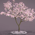 Sakura Tree Sakura Tree Cartoon Tree Cartoon Flower 3d model