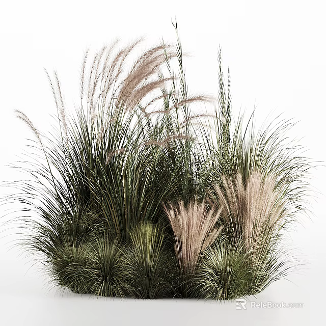 Various Ornamental Grasses With Feathery Plumes And Green Foliage For Garden Decoration 3d model 
