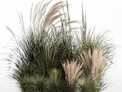 Various Ornamental Grasses With Feathery Plumes And Green Foliage For Garden Decoration 3d model