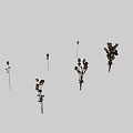 Dried Wilted Flowers With Multiple Brown Stems Against White Background 3d model