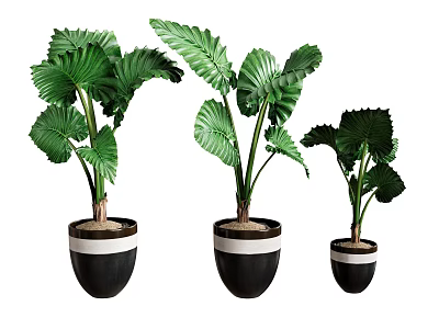 Potted Plants with Large Green Leaves in Black White Striped Pots for Indoor Decoration 3d model
