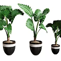 Potted Plants with Large Green Leaves in Black White Striped Pots for Indoor Decoration