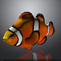 Vibrant Orange Clownfish With White Stripes And Black Edges On Gray Background With Reflection