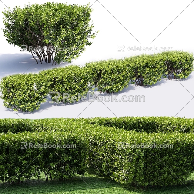 Plant Shrub Shrub Ball Hedgerow 3d model