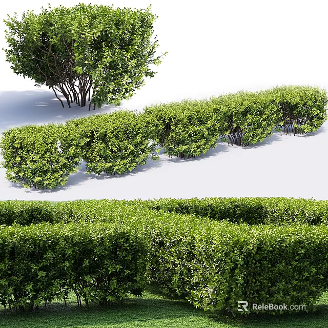 Different Types of Green Shrubs Including Neat Hedges for Garden Landscaping 3d model 