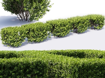 Plant Shrub Ball Hedgerow 3d model