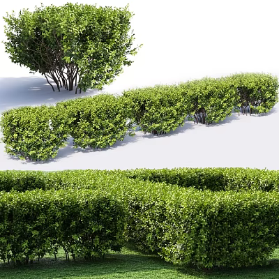 Different Types of Green Shrubs Including Neat Hedges for Garden Landscaping 3d model