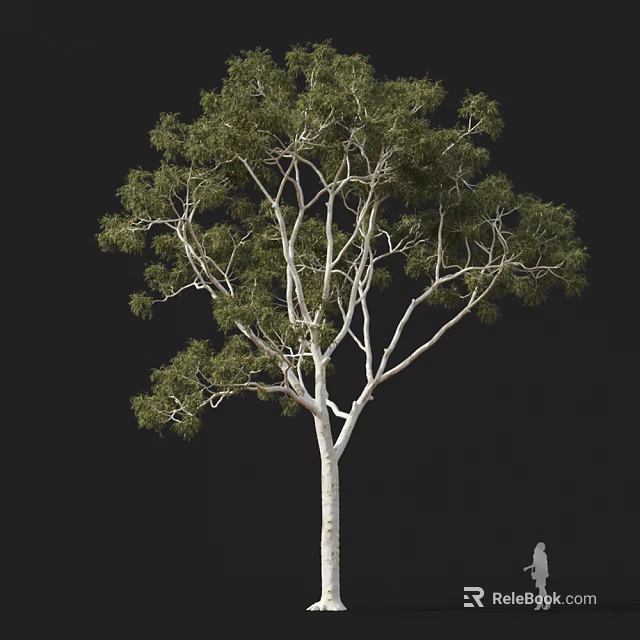 Lush Green Leafy Arbor With White Trunk And Spreading Branches 3d model 