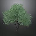 Lush Green Tree with Dense Foliage and Dark Trunk Standing Against Gray Backdrop