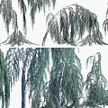 Willow Tree With Elegant Weeping Branches And Lush Green Foliage For Garden Landscape Design