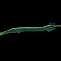 Green Striped Aquatic Animal With Long Snout And Slender Body In Water