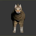 Orange Cat in Standing Posture on Gray Background with Reflection 3d model