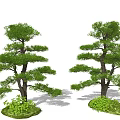 Arbor Trees With Lush Green Foliage And Sturdy Trunks For Landscape Decoration