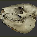 Detailed Animal Skull Specimen With Visible Teeth And Eye Sockets On Gray Background
