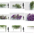 Various Climbing and Hanging Flowering Vines with Purple Flowers for Wall and Pergola Decoration