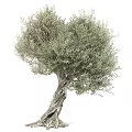 Olive Tree With Twisted Trunk And Lush Green Foliage In Natural Growth Form
