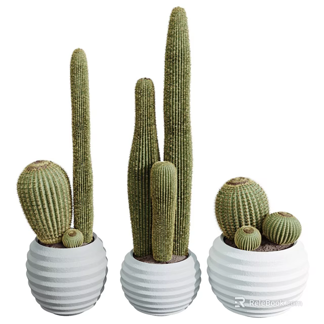 Potted Cactus Plants of Various Sizes in White Textured Pots for Home Decor 3d model 