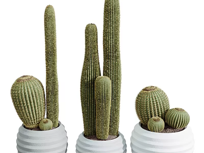 Potted Cactus Plants of Various Sizes in White Textured Pots for Home Decor 3d model