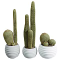 Potted Cactus Plants of Various Sizes in White Textured Pots for Home Decor