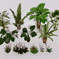 Indoor Plant Combination With Various Green Leaves And Small Flowers Decor