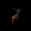 Realistic Brown Male Deer With Large Antlers Standing On White Background