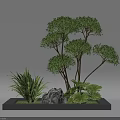 Garden Landscape with Square Planter Pruned Spherical Trees Green Grassy Plants Stone and Large Leaves