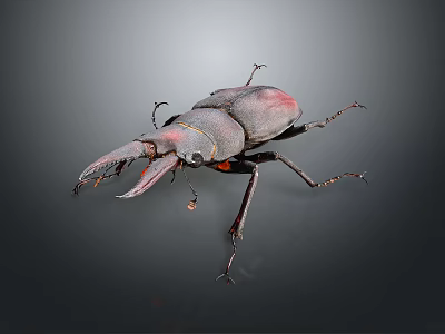 Giant Stag Beetle with Large Mandibles and Dark Exoskeleton on Gray Background 3d model