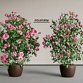 Beautiful Bonsai Potted Plants with Pink Flowers and Green Leaves in Brown Pots