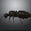 Black Ant With Red Legs Standing On Smooth Black Surface Showing Reflection 3d model