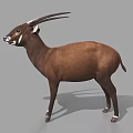Brown Antelope With Long Horns White Ears And Legs Standing On Gray Background