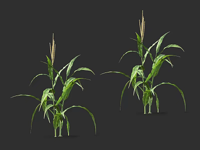 Vibrant Green Corn Herbaceous Plants With Lush Leaves And Stalks 3d model
