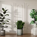 Indoor Potted Plants With Various Leaf Shapes In Stylish Planters On Decorative Wall Wooden Floor