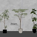 Modern green plant potted plant bonsai 3d model