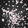 Falling Pink Cherry Blossom Petals on Black Background Romantic Aesthetic View