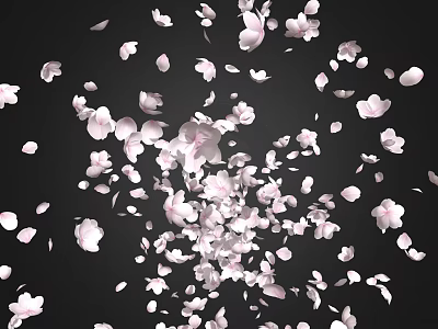 Falling Pink Cherry Blossom Petals on Black Background Romantic Aesthetic View 3d model
