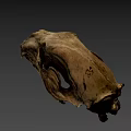 Detailed Animal Skull Fossil With Sharp Teeth And Hollow Eye Sockets