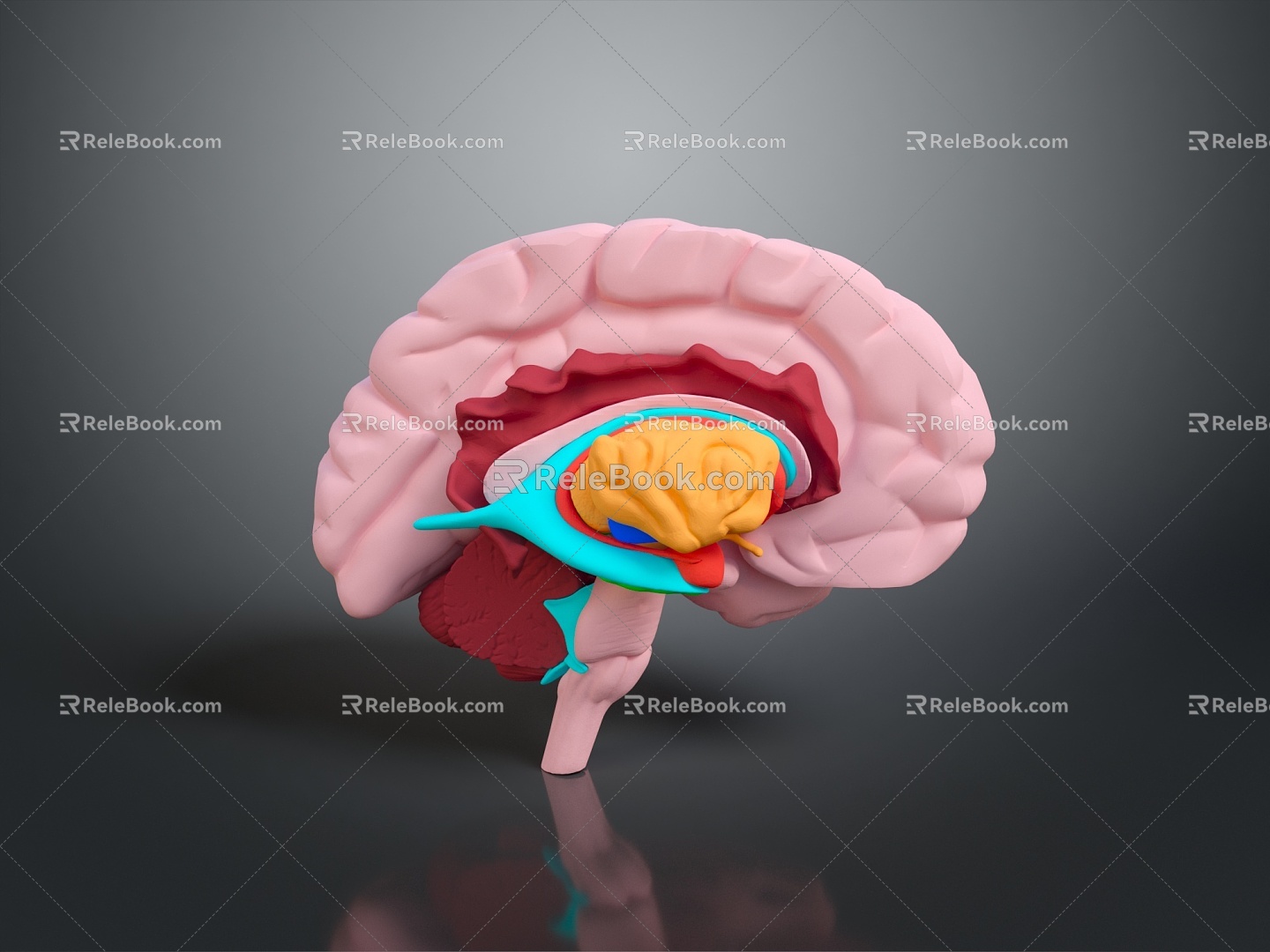 head structure head planer face human head planer face human brain planer face head structure brain structure human head structure model