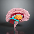 head structure head planer face human head planer face human brain planer face head structure brain structure human head structure 3d model