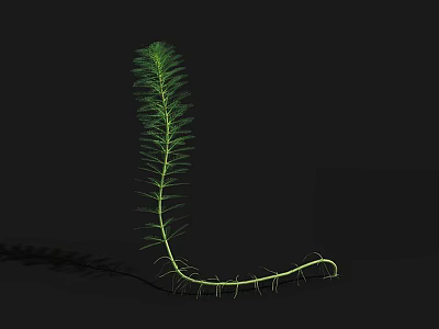 Aquatic Plant With Slender Stem Green Leaves And Visible Root Structure 3d model