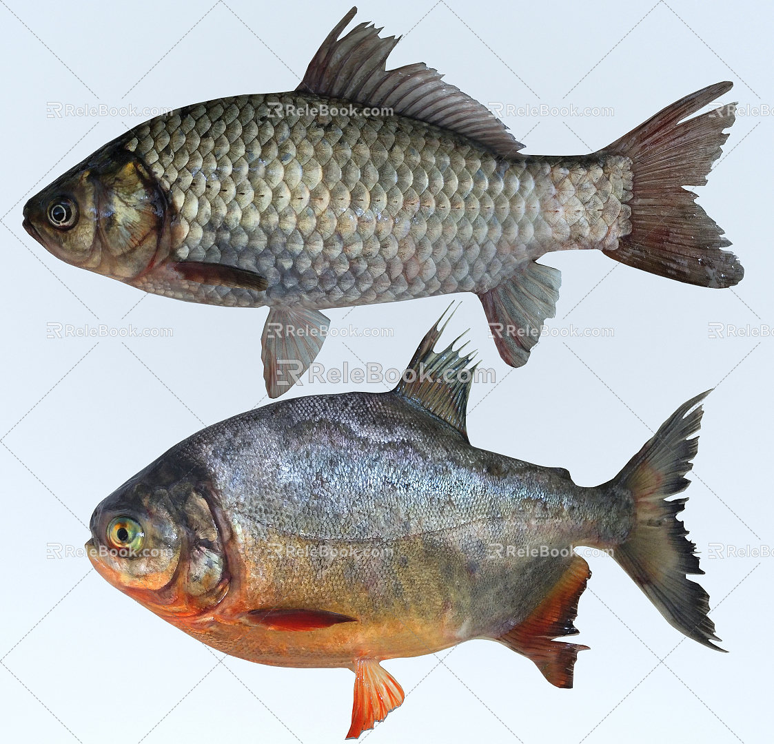 Modern Fish 3d model