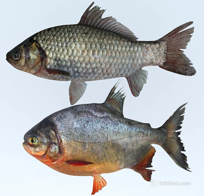 Different Aquatic Fish Species With Silver Scales And Red Fins Features 3d model 