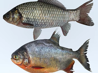 Different Aquatic Fish Species With Silver Scales And Red Fins Features 3d model