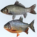 Different Aquatic Fish Species With Silver Scales And Red Fins Features