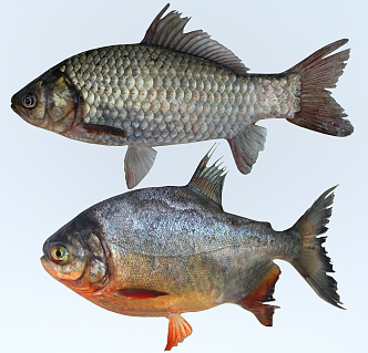 Modern Fish 3d model