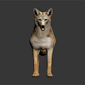 Realistic Coyote 3D Model in Standing Pose on Black Background with Reflection 3d model